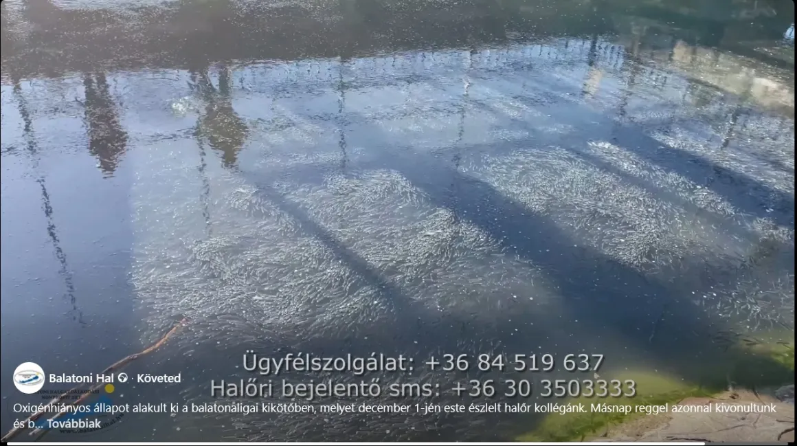 balatoni-hal-oxigénhiány