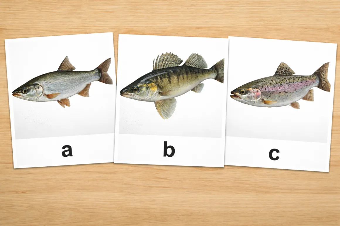 balin-fogassullo-pisztrang