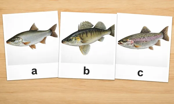 balin-fogassullo-pisztrang