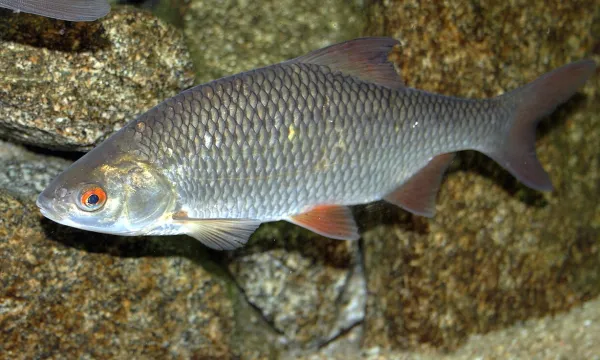 bodorka-buzaszemu-keszeg-halfaj