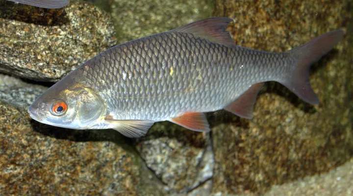bodorka-buzaszemu-keszeg-halfaj