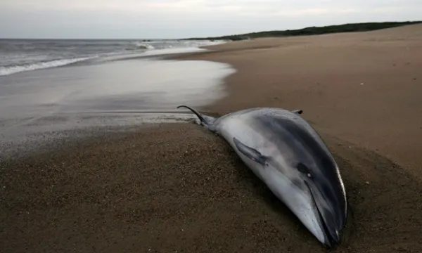 cause of increase in bottlenose dolphin deaths along us east coast remains unknown