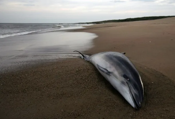 cause of increase in bottlenose dolphin deaths along us east coast remains unknown