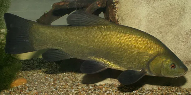 compo-halfaj-horgaszat