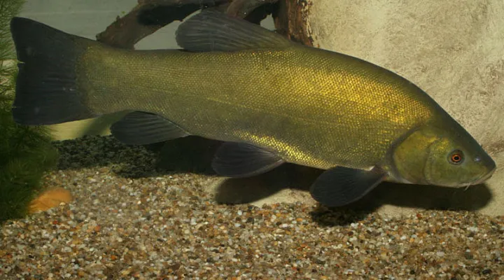 compo-halfaj-horgaszat