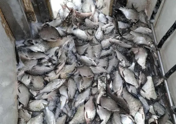 deverkeszeg-telepites