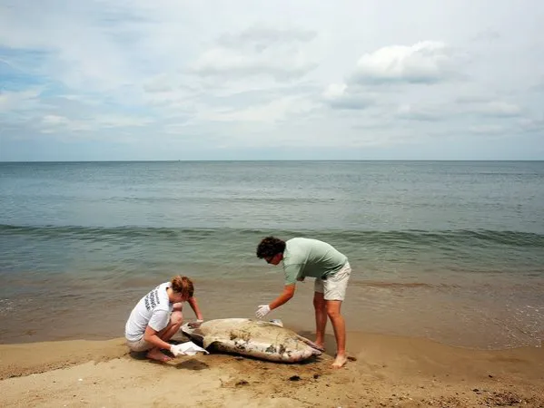 dolphin deaths east coast bottlenose 4x3 70186 600x450