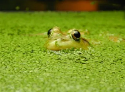 frog duckweed 300x220