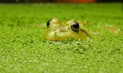 frog duckweed 300x220