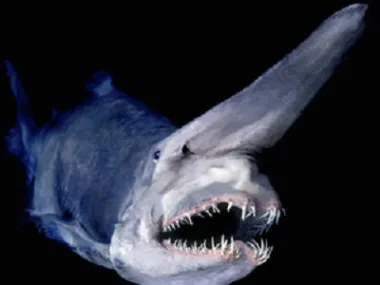 goblin shark d000079952a6a3361021c