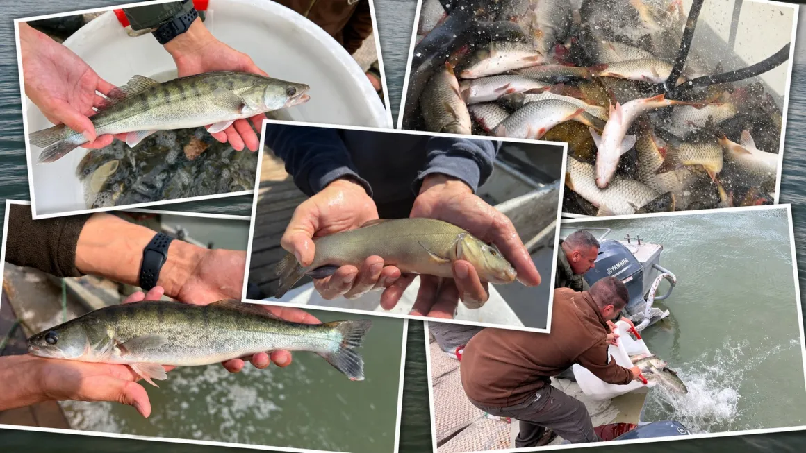 haltelepites-Balaton-sullo-ponty-balin-compo