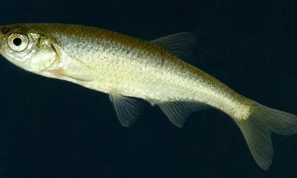 hazai-lapi-halfajok