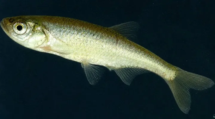 hazai-lapi-halfajok