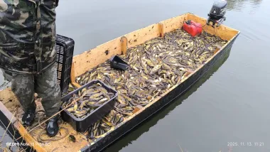 invaziv-halfaj-gyeritese