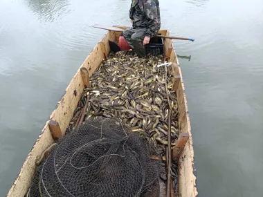 invaziv-torpeharcsa-gyerites