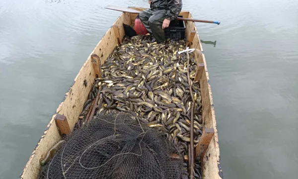 invaziv-torpeharcsa-gyerites