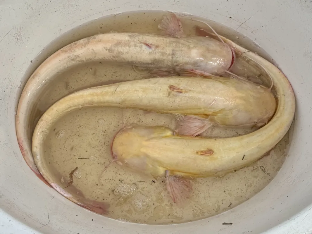 kulonleges-halfaj-harcsa-aranyharcsa
