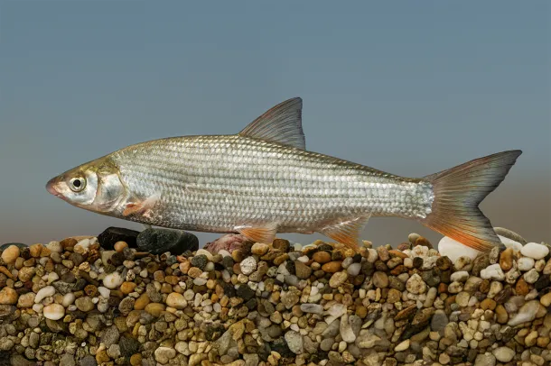 paduc-ev-hala-verseny