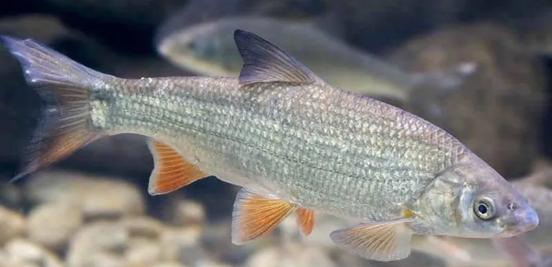 paduc-halfaj-horgaszat