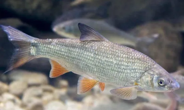 paduc-halfaj-horgaszat