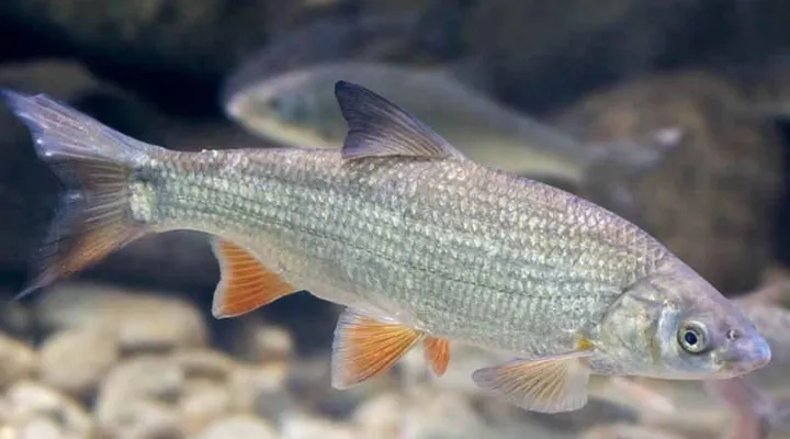 paduc-halfaj-horgaszat