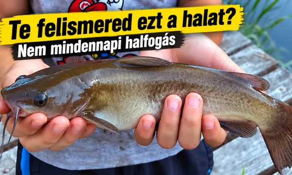 pettyes-harcsa-halfaj