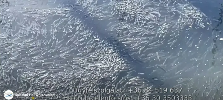 pipalo-kuszok-oxigenhiany