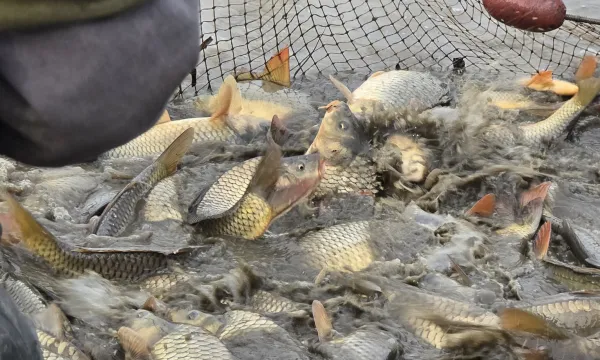 ponty-haltelepites-khesz