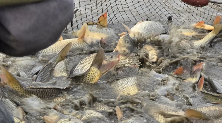 ponty-haltelepites-khesz