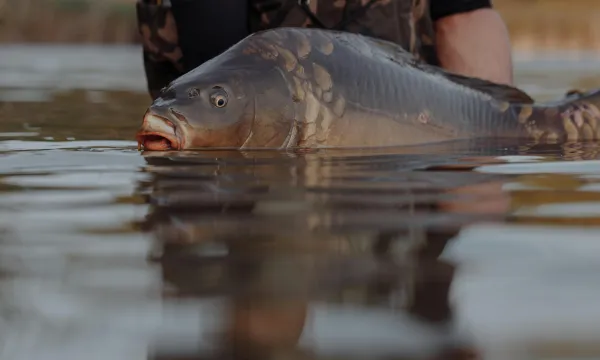 ponty-horgaszat-pontyozas
