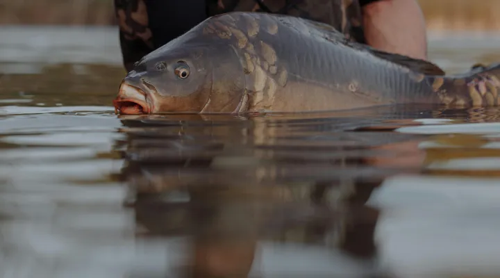 ponty-horgaszat-pontyozas