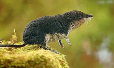 shrew1 300x193