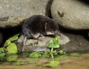 shrew2 300x231