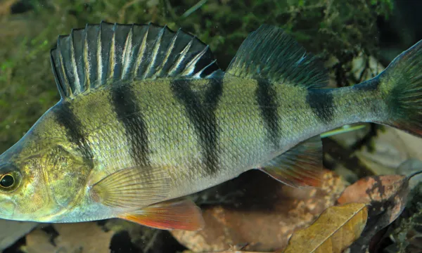 suger-halfaj-halcatraz-horgasz-webshop