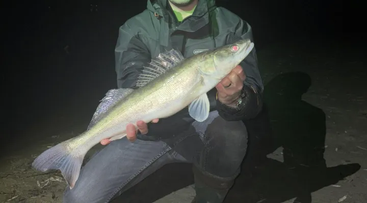 s&uuml;llő horg&aacute;szat