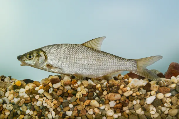 szilvaorru-keszeg-ev-hala-verseny