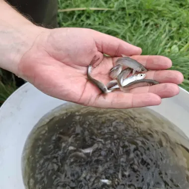 telepites-sokszinu-halallomany