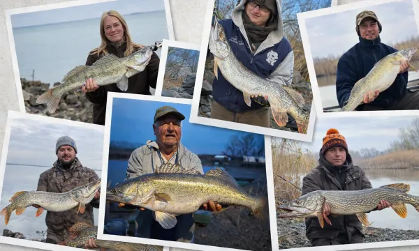 tisza-to-csuka-sullo-fogasok