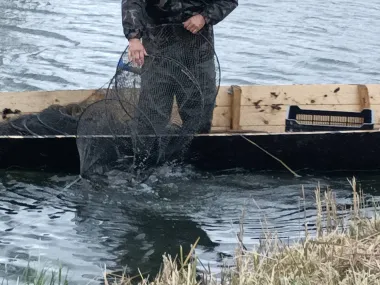 torpeharcsa-halaszat-gyerites