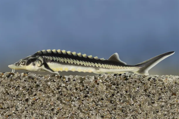 vagotok-ev-hala-verseny