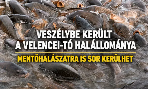 velencei-to-halallomany