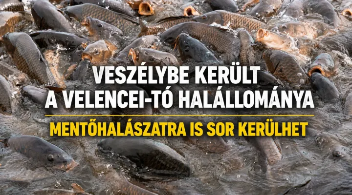 velencei-to-halallomany