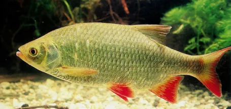 vorosszarnyu-keszeg-halfaj