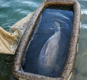 Solar SP C-TECH Floatation Cell - Solar Felfújható Lebegő Halbölcső