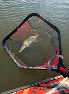 Fox Rage Speed Flow Folding Net Medium - Fox Rage Összecsukható Ragadozóhalas Merítő Közepes