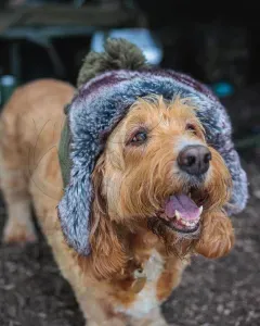 Fox Trapper Hat - Usanka téli sapka