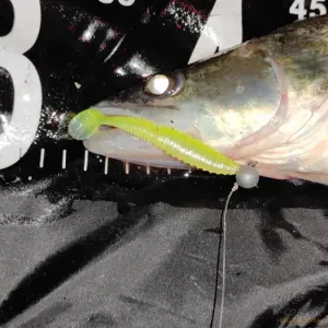 Reiva Zander Power Shad 12,5cm Classic White - Fehér Reiva Gumihal