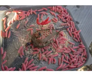 Korum Camo Grub Feeder L 60g – Álcázott Csontikosár