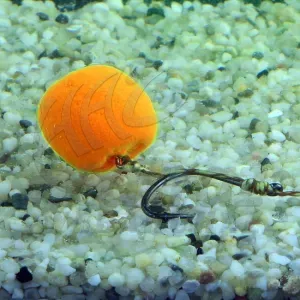 Stég Wafters Smoke Ball 14mm Mango – Mangós Füstölő Csali