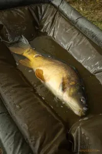 Fox Carpmaster Welded Cradle Összecsukható Pontybölcső